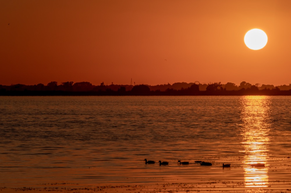 Uccelli in volo sul lago al tramonto, Oasi LIPU